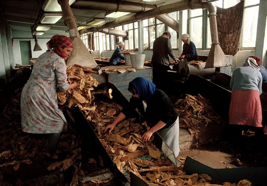 MOLDAVIA. Kounicha village ("Old Believers"). A tobacco factory which processes one of the Moldavia's largest crops. 1988.