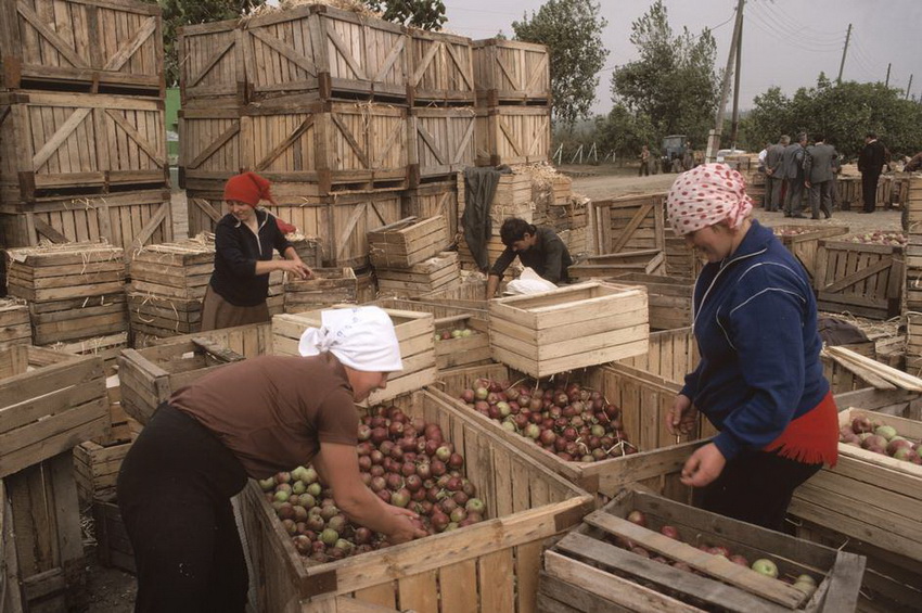 MOLDAVIA. Oknitsa. Harvested apples. 1988.
