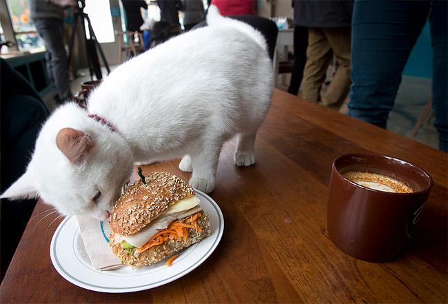 cats-cafe-new-york-460