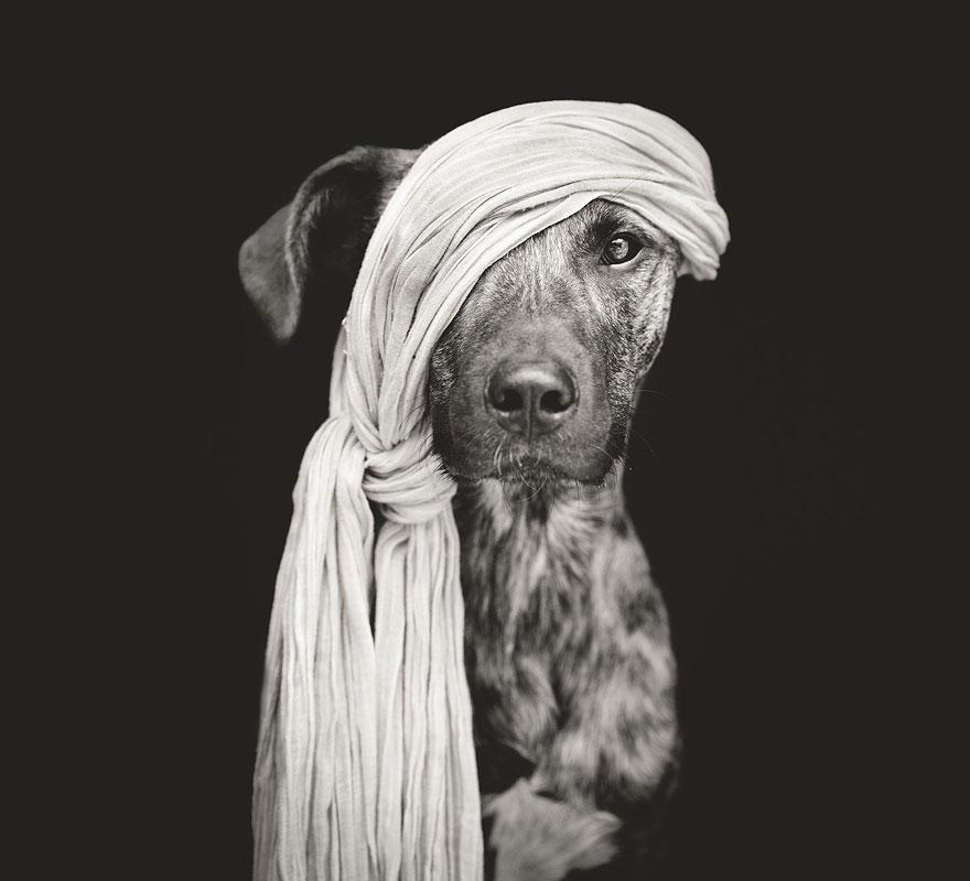 Dog-Portraits-by-Elke-Vogelsang4-640x581