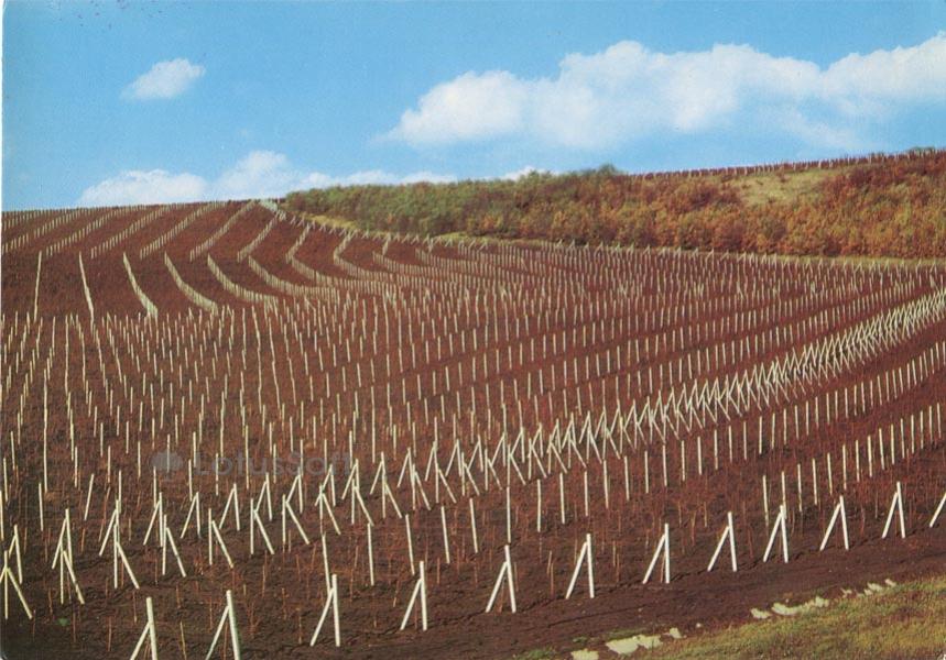 Графика виноградных плантаций. Молдавия. (1978 год)