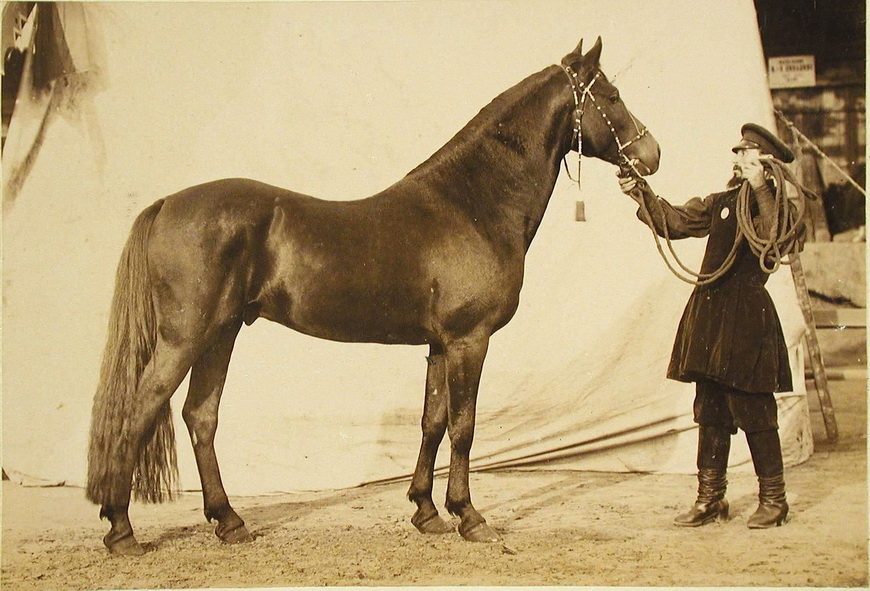Жеребец конного завода Суручана, экспонирующийся на выставке.