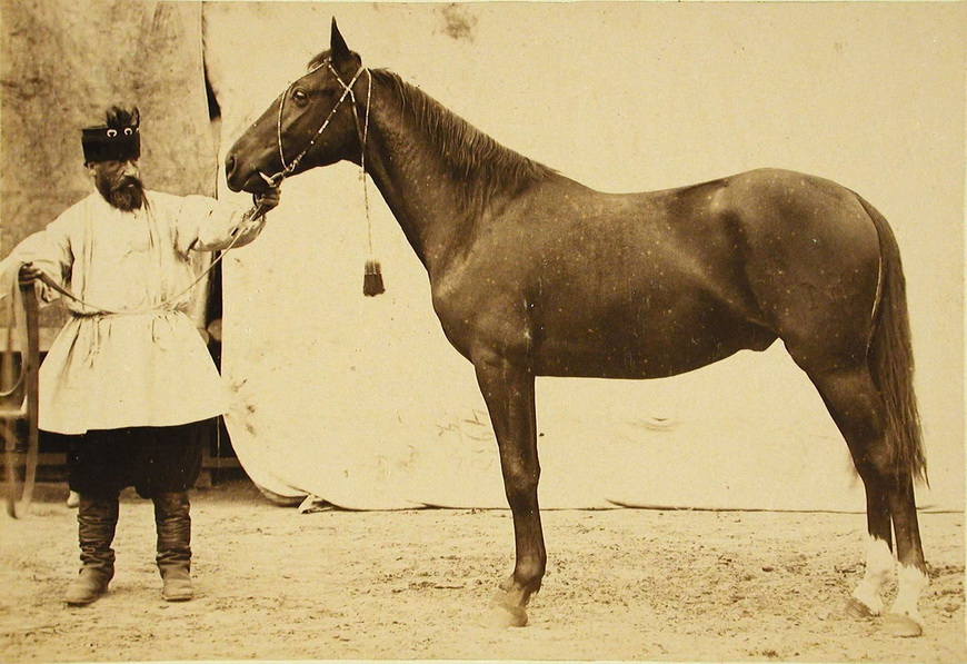 Жеребец конного завода Бузни, экспонирующийся на выставке.
