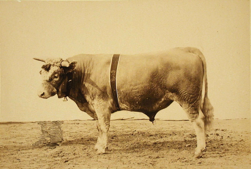 Племенной бык завода Бродского (Екатеринославской губ.), экспонирующийся на выставке.