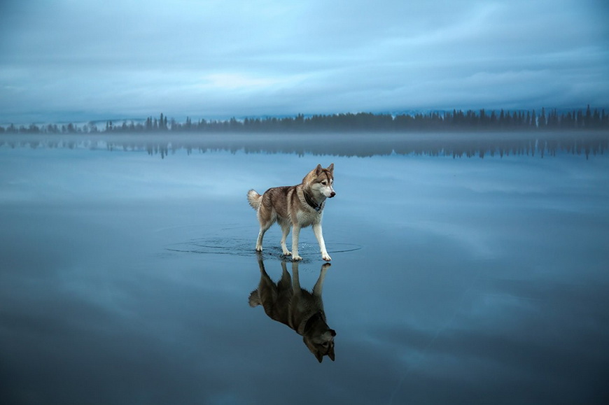 01-siberian-husky-frozen-lake-dog-photos-fox-grom