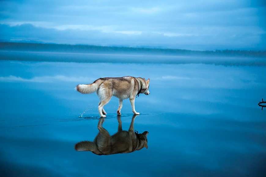 03-siberian-husky-frozen-lake-dog-photos-fox-grom