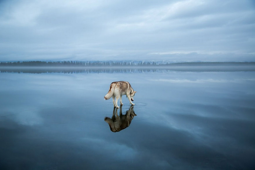 04-siberian-husky-frozen-lake-dog-photos-fox-grom