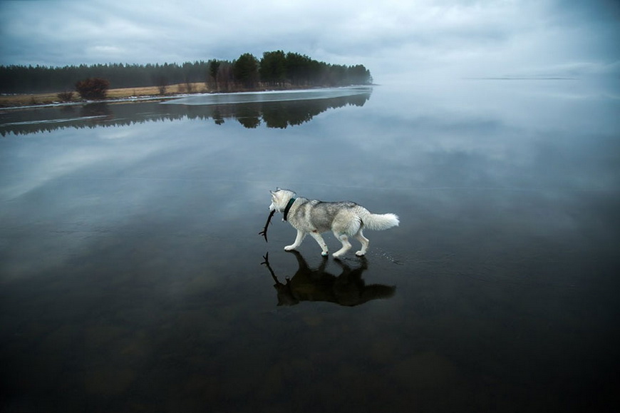 05-siberian-husky-frozen-lake-dog-photos-fox-grom