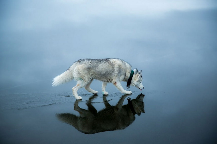 06-siberian-husky-frozen-lake-dog-photos-fox-grom