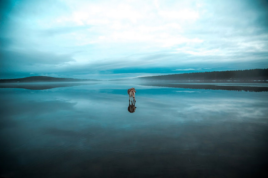 07-siberian-husky-frozen-lake-dog-photos-fox-grom