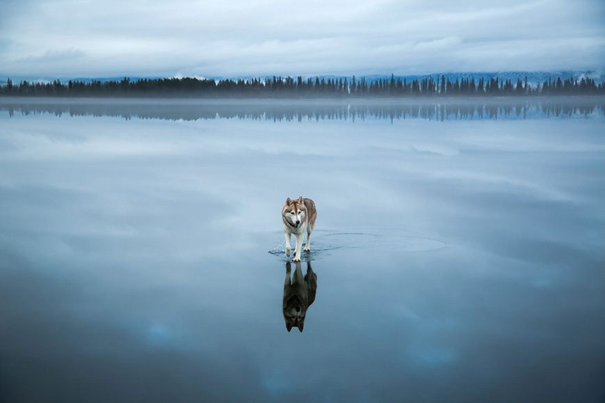 08-siberian-husky-frozen-lake-dog-photos-fox-grom
