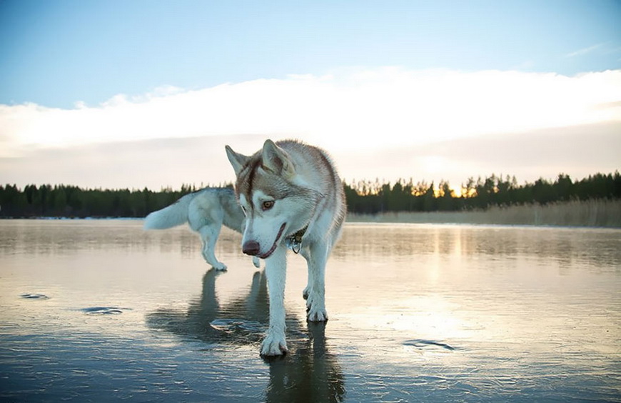 09-siberian-husky-frozen-lake-dog-photos-fox-grom