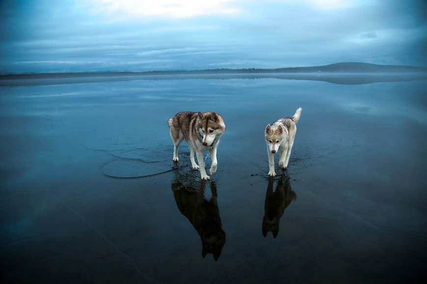 10-siberian-husky-frozen-lake-dog-photos-fox-grom