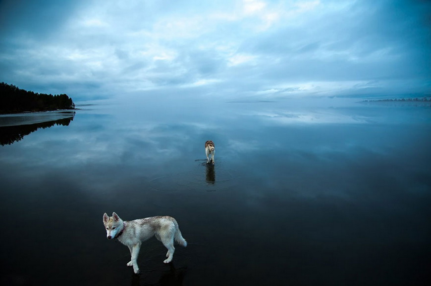 11-siberian-husky-frozen-lake-dog-photos-fox-grom