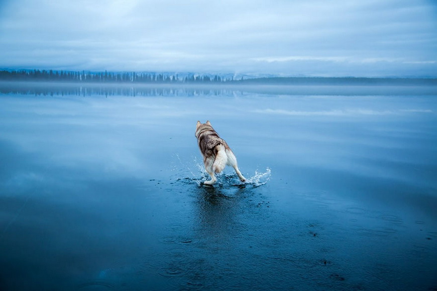 12-siberian-husky-frozen-lake-dog-photos-fox-grom