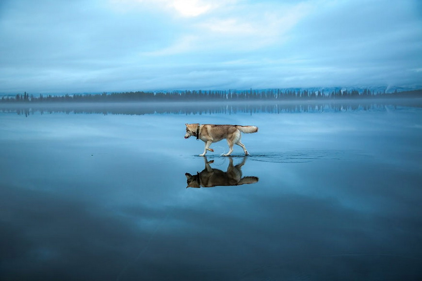 13-siberian-husky-frozen-lake-dog-photos-fox-grom