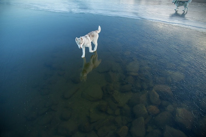 14-siberian-husky-frozen-lake-dog-photos-fox-grom