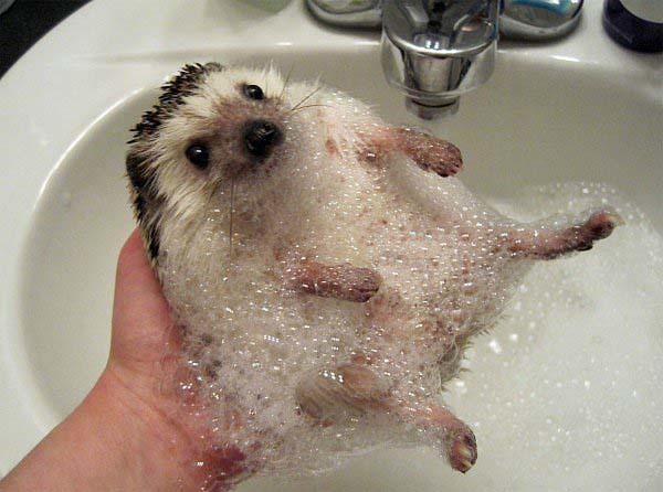 Ежик принимает ванну