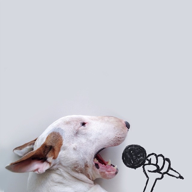 jimmy-choo-bull-terrier-illustrations-rafael-mantesso-1-640x640