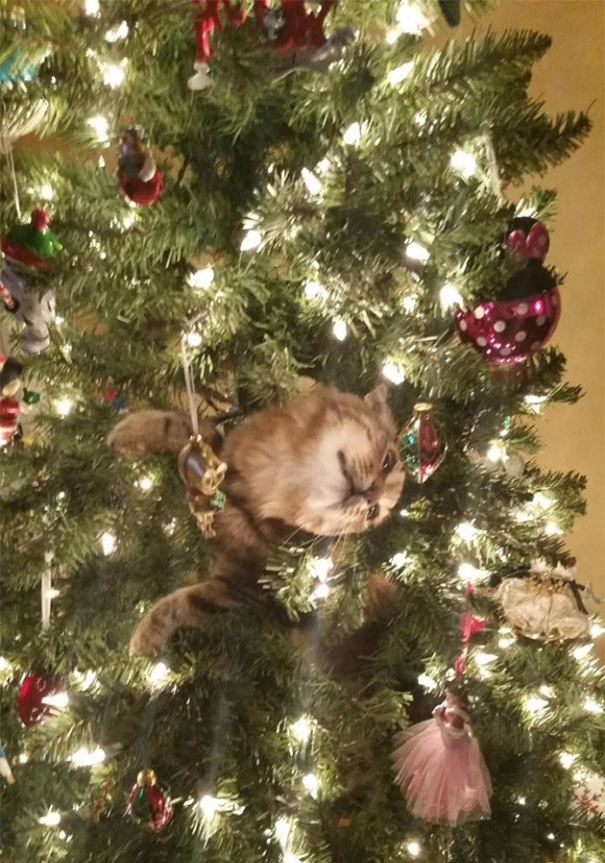 04-cats-destroying-trees-christmas