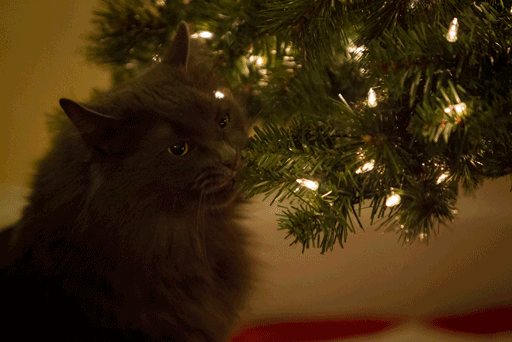 10-cats-destroying-trees-christmas