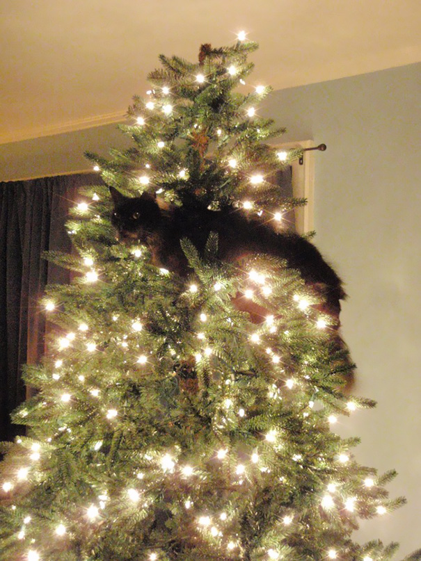 13-cats-destroying-trees-christmas