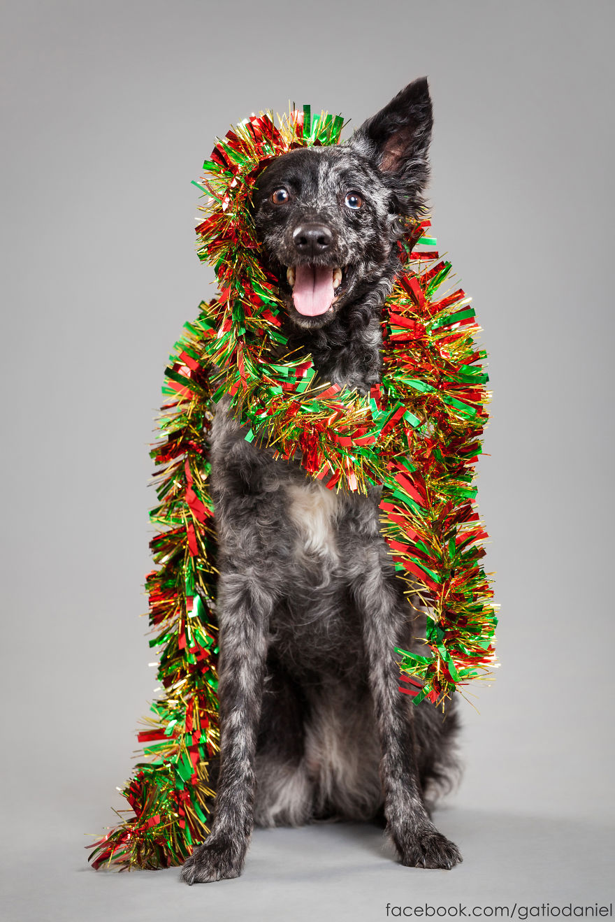 i-took-christmas-themed-dog-portraits-to-wish-you-happy-holidays-10__880