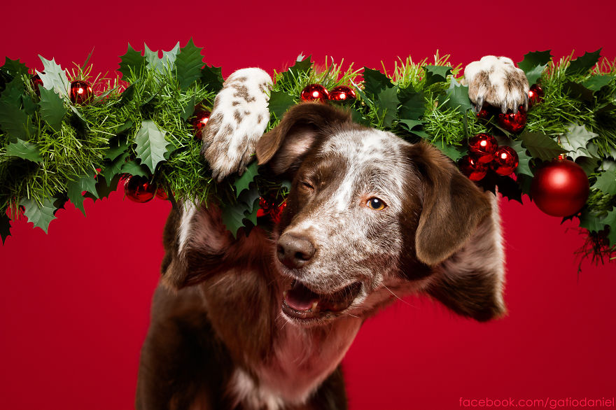 i-took-christmas-themed-dog-portraits-to-wish-you-happy-holidays-6__880