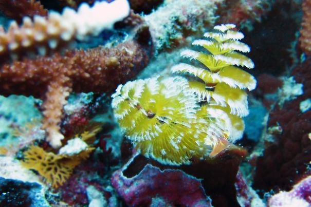 marine-worm4