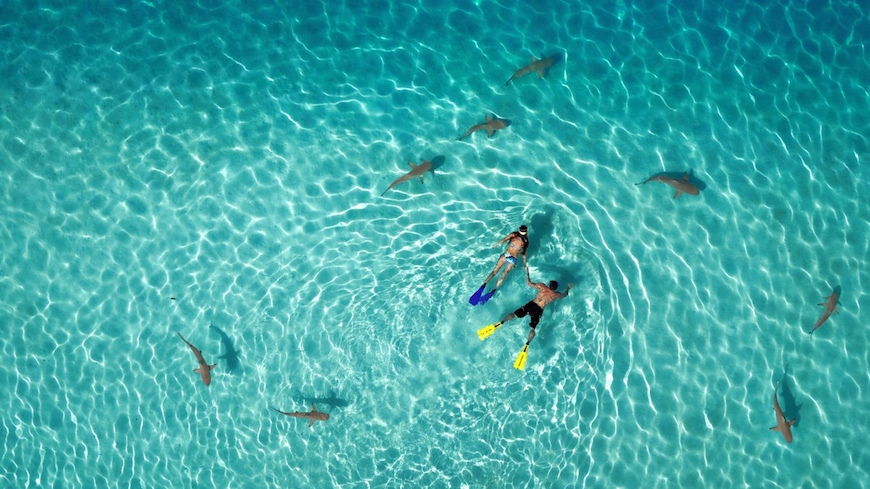 © Dronestagram / Tahitiflyshoot 1-е место в категории «Природа». «Купание с акулами».