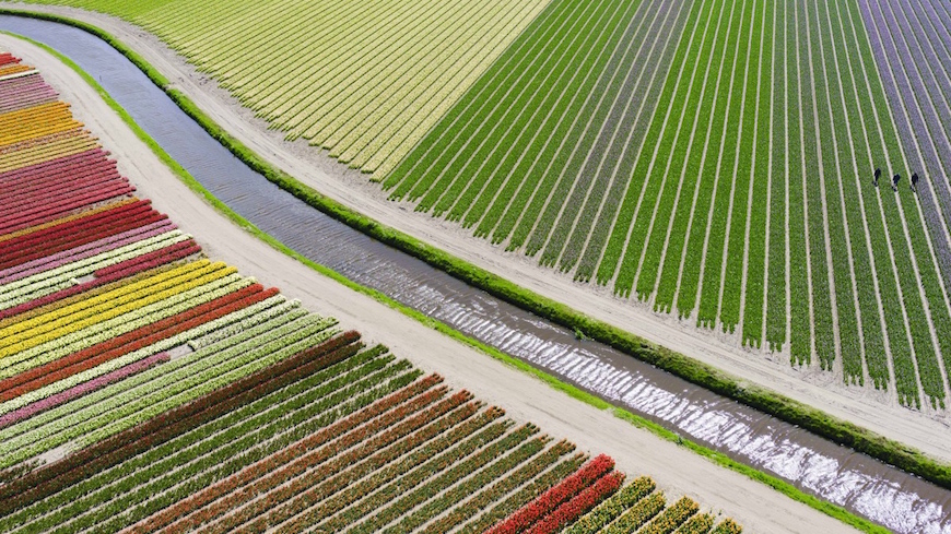 © Dronestagram / Anders@andersa.com 3-е место в категории «Места». «Тюльпановые поля».