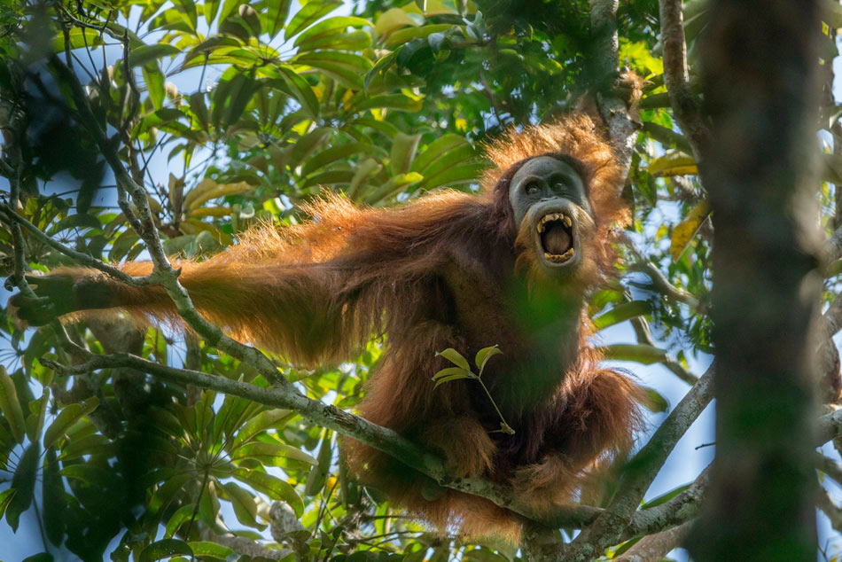 Tim-Laman-Tough-Times-for-Orangutans-01