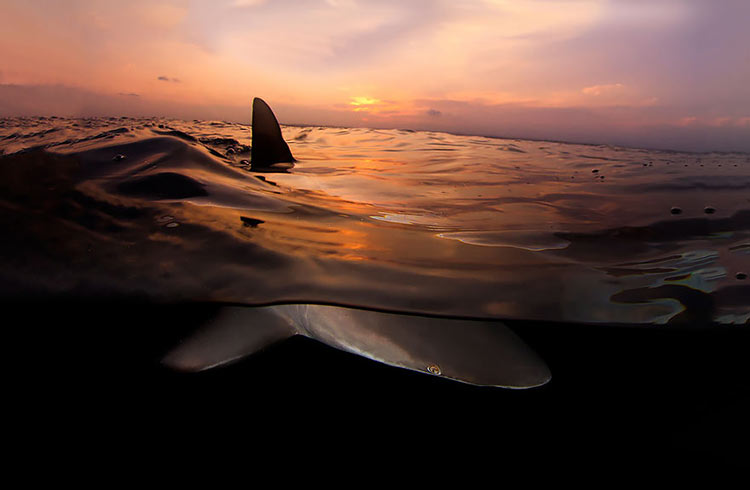 split-shot-half-submerged-over-under-water-photography-28__880