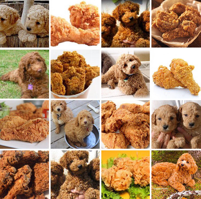 #3 Labradoodle Or Fried Chicken?