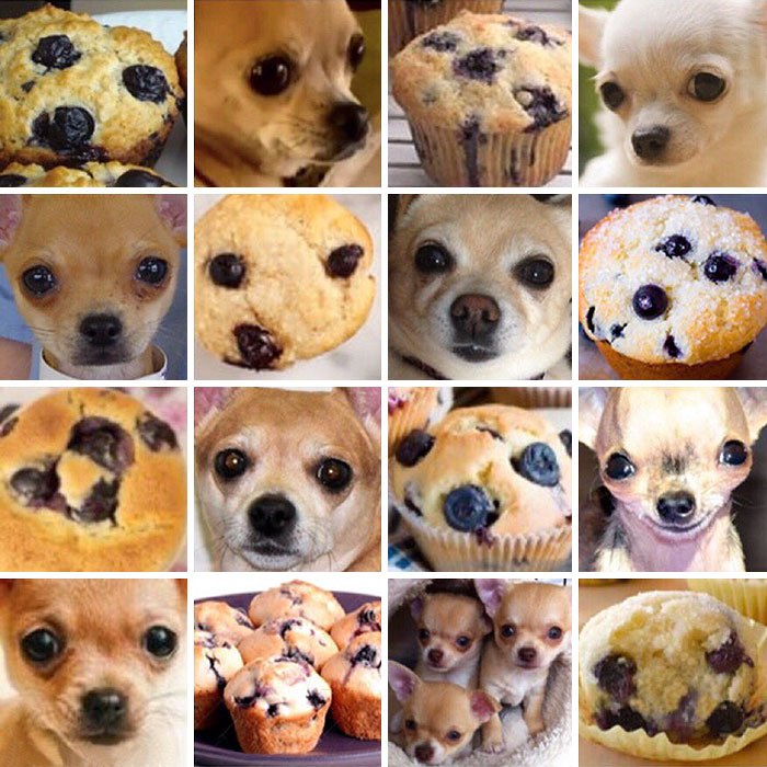 #6 Chihuahua Or Muffin?