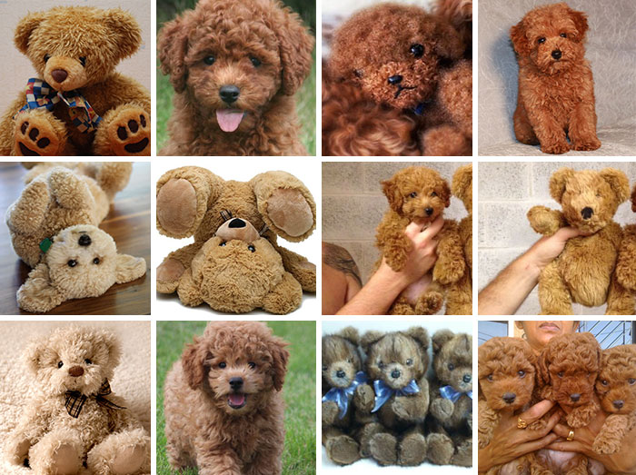 #7 Puppy Or Teddy Bear?