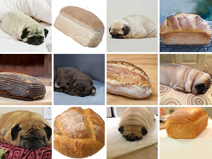 #8 Pug Or Loaf