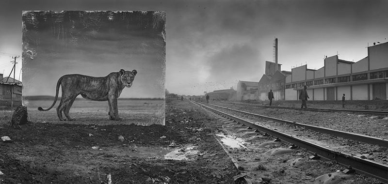 devastated-animal-habitats-inherit-the-dust-east-africa-nick-brandt-14