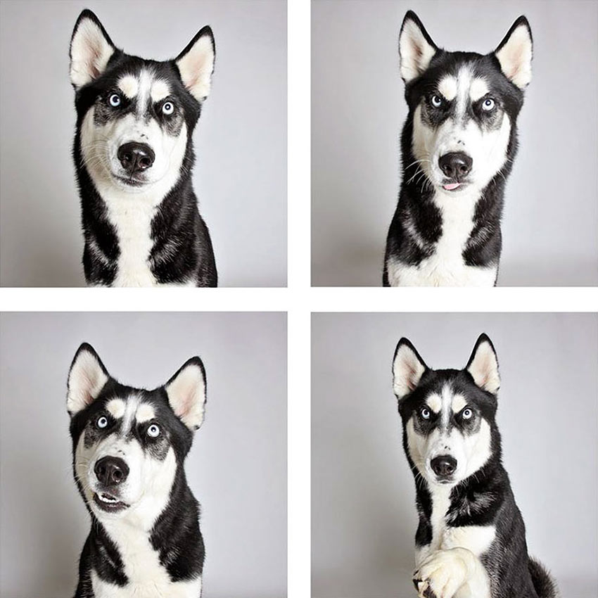 shelter-dogs-adopt-photo-project-humane-society-1