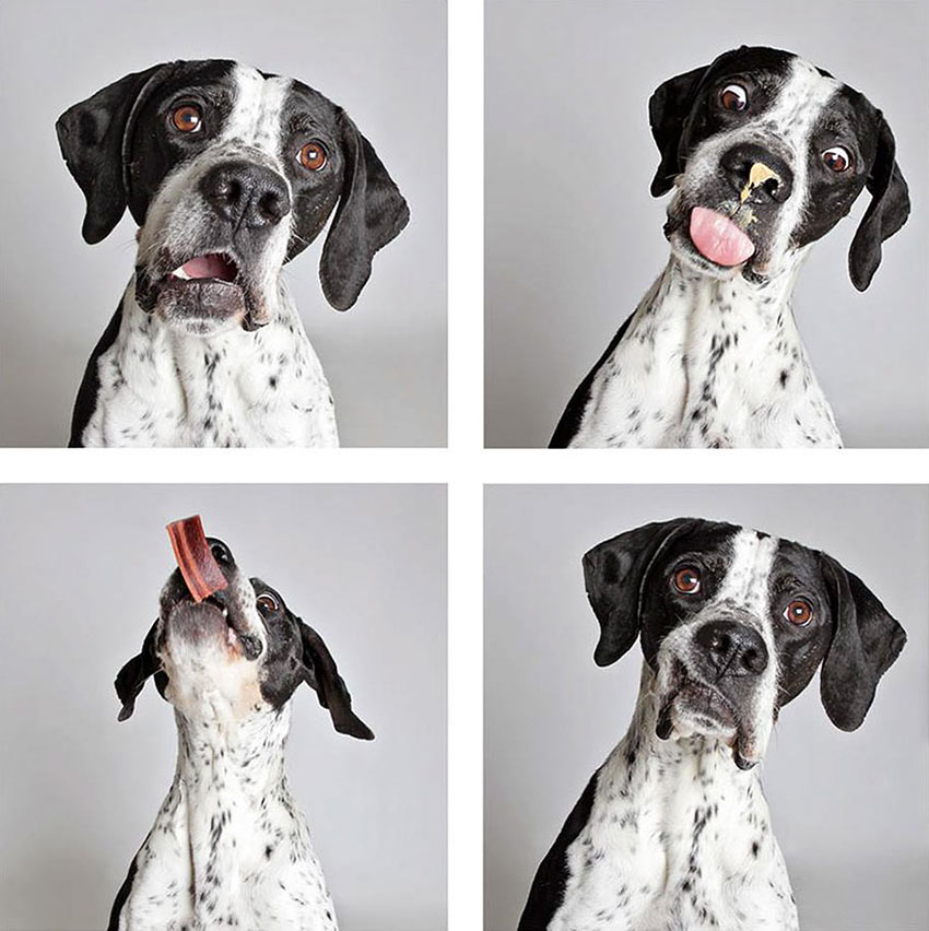 shelter-dogs-adopt-photo-project-humane-society-10