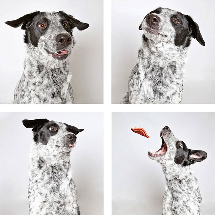 shelter-dogs-adopt-photo-project-humane-society-2