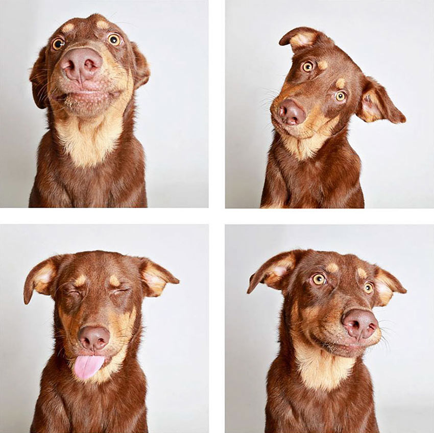 shelter-dogs-adopt-photo-project-humane-society-4