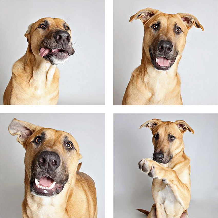 shelter-dogs-adopt-photo-project-humane-society-5