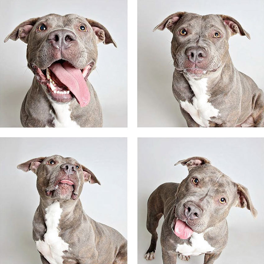 shelter-dogs-adopt-photo-project-humane-society-6