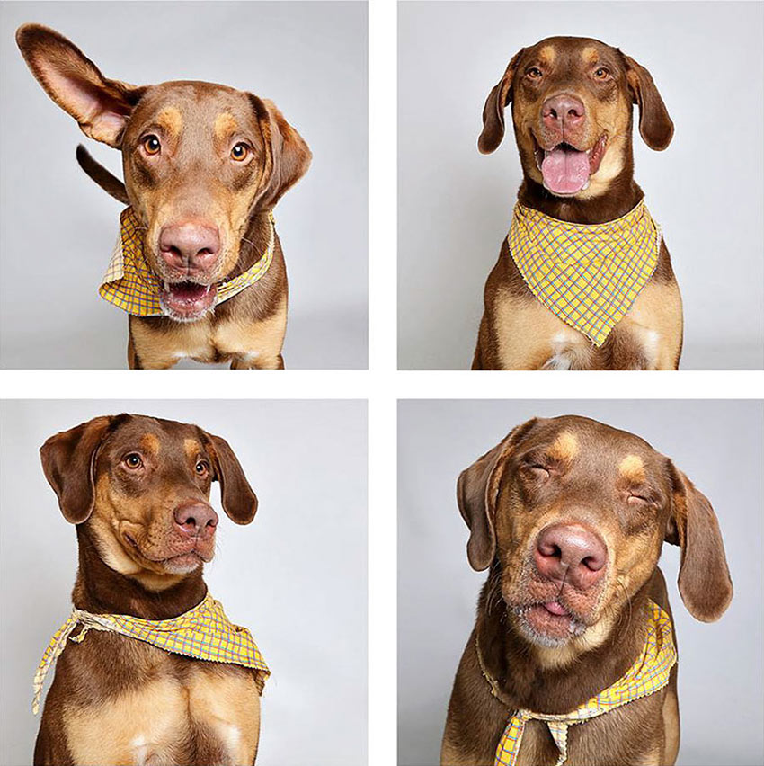 shelter-dogs-adopt-photo-project-humane-society-7