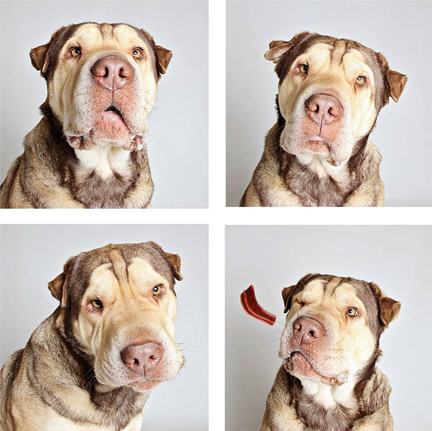 shelter-dogs-adopt-photo-project-humane-society-8