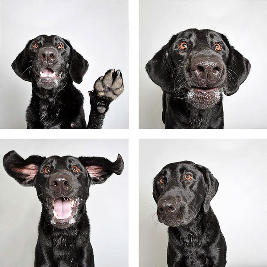 shelter-dogs-adopt-photo-project-humane-society-9
