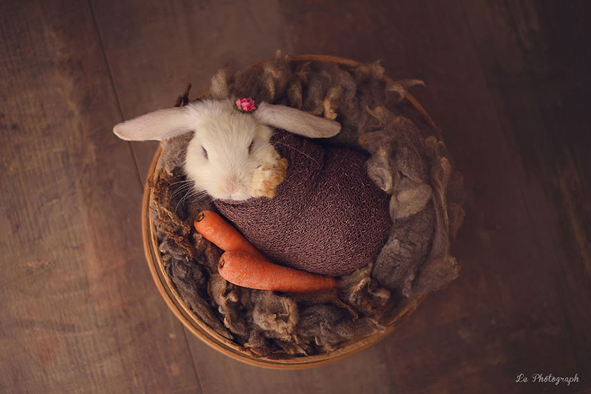 Newborn-sesion-with-a-Bunny-572265cba50cb__880