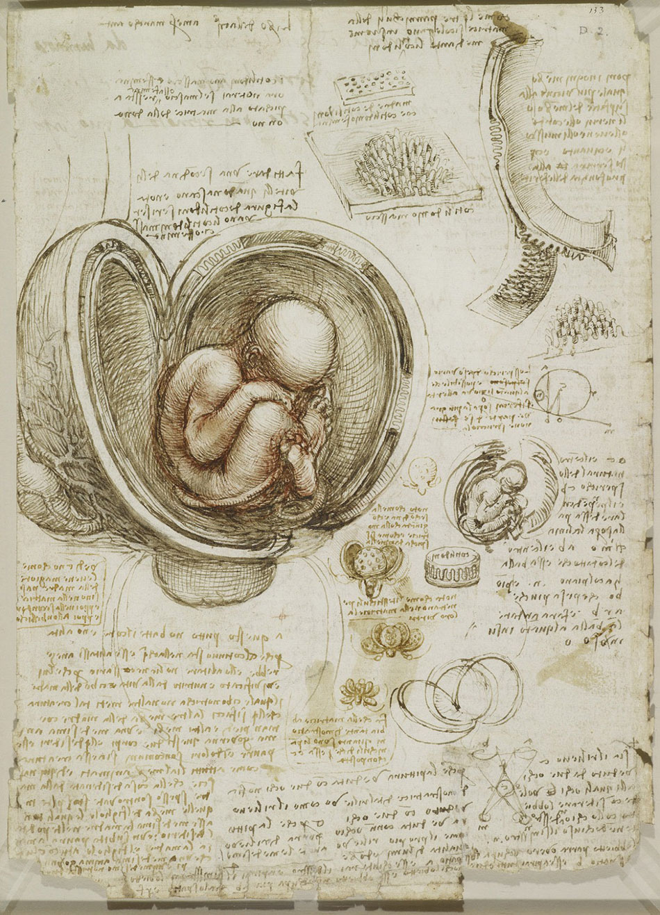 anatomicheskie-risunki-Leonardo-da-Vinchi_1
