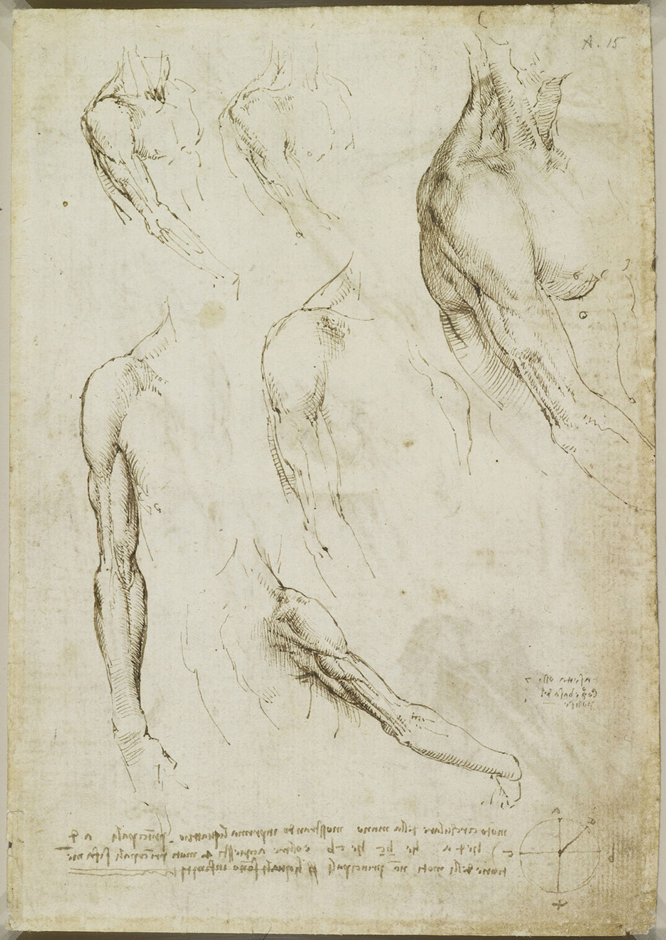 anatomicheskie-risunki-Leonardo-da-Vinchi_10